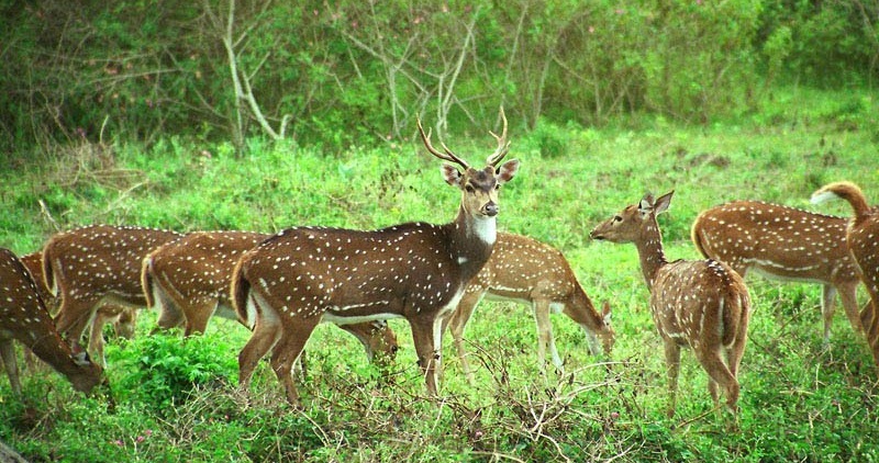 Nanda Devi National Park